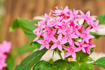 【ガーデニング】星型が印象的♪ 初心者でも育てやすいペンタスの花言葉や育て方のご紹介