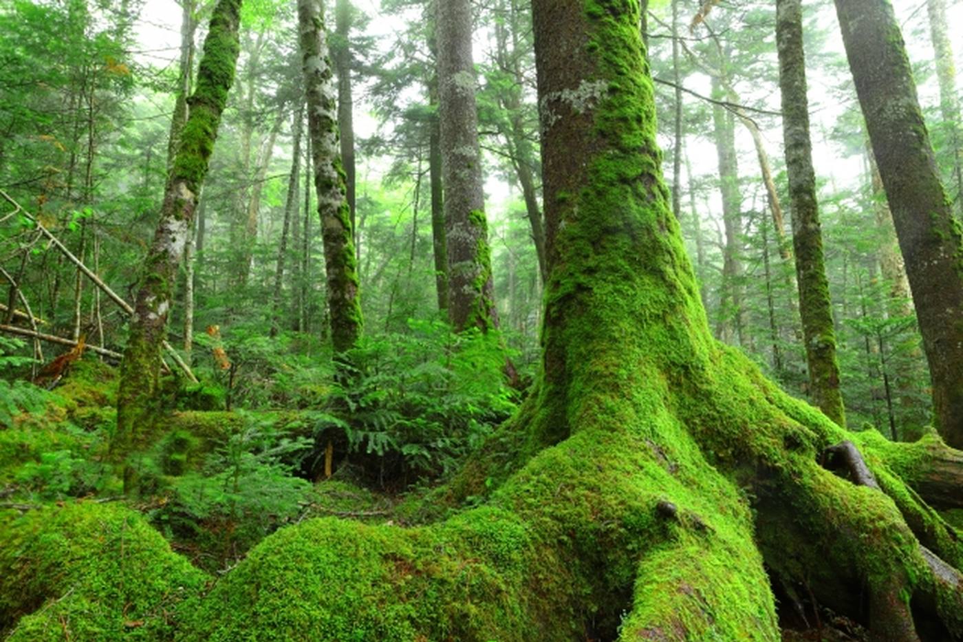 【長野県】まるでジブリの世界！神秘的な苔と幻想的な森が広がる天空の湖・白駒池をご紹介 image