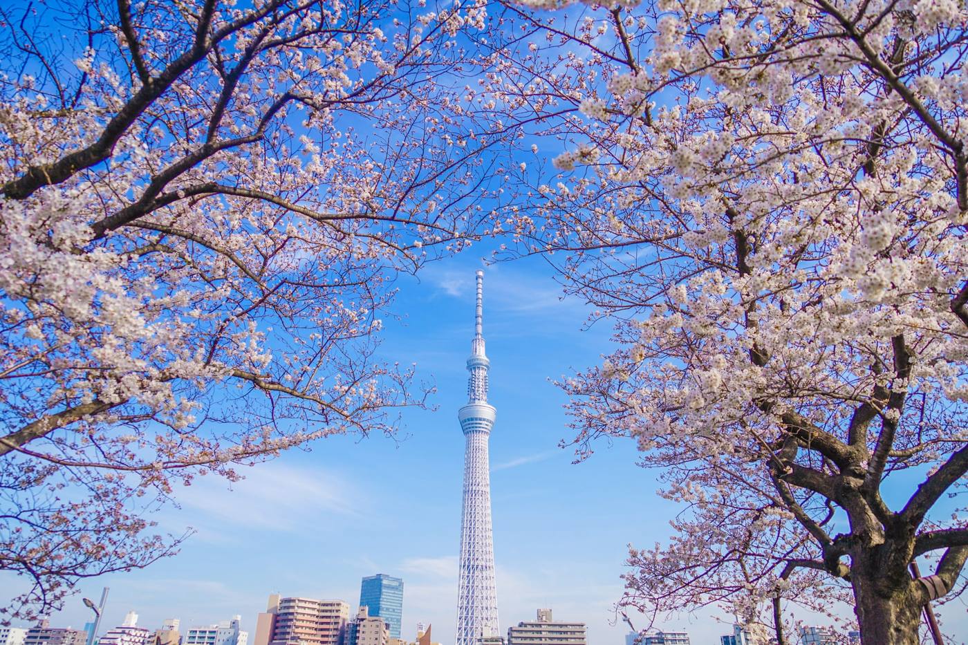 【2024年】関東近郊でお花見が楽しめるベストスポットはここ！最新の開花予想もご紹介 image