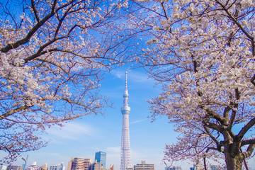 【2024年】関東近郊でお花見が楽しめるベストスポットはここ！最新の開花予想もご紹介