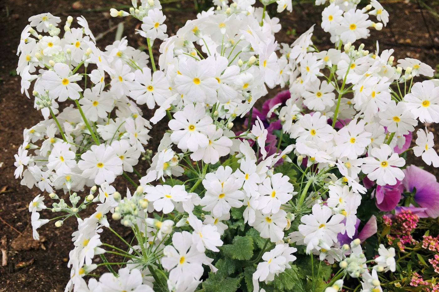 【ガーデニング】春に向けてぐんぐん成長するサクラソウを育てて楽しむ image