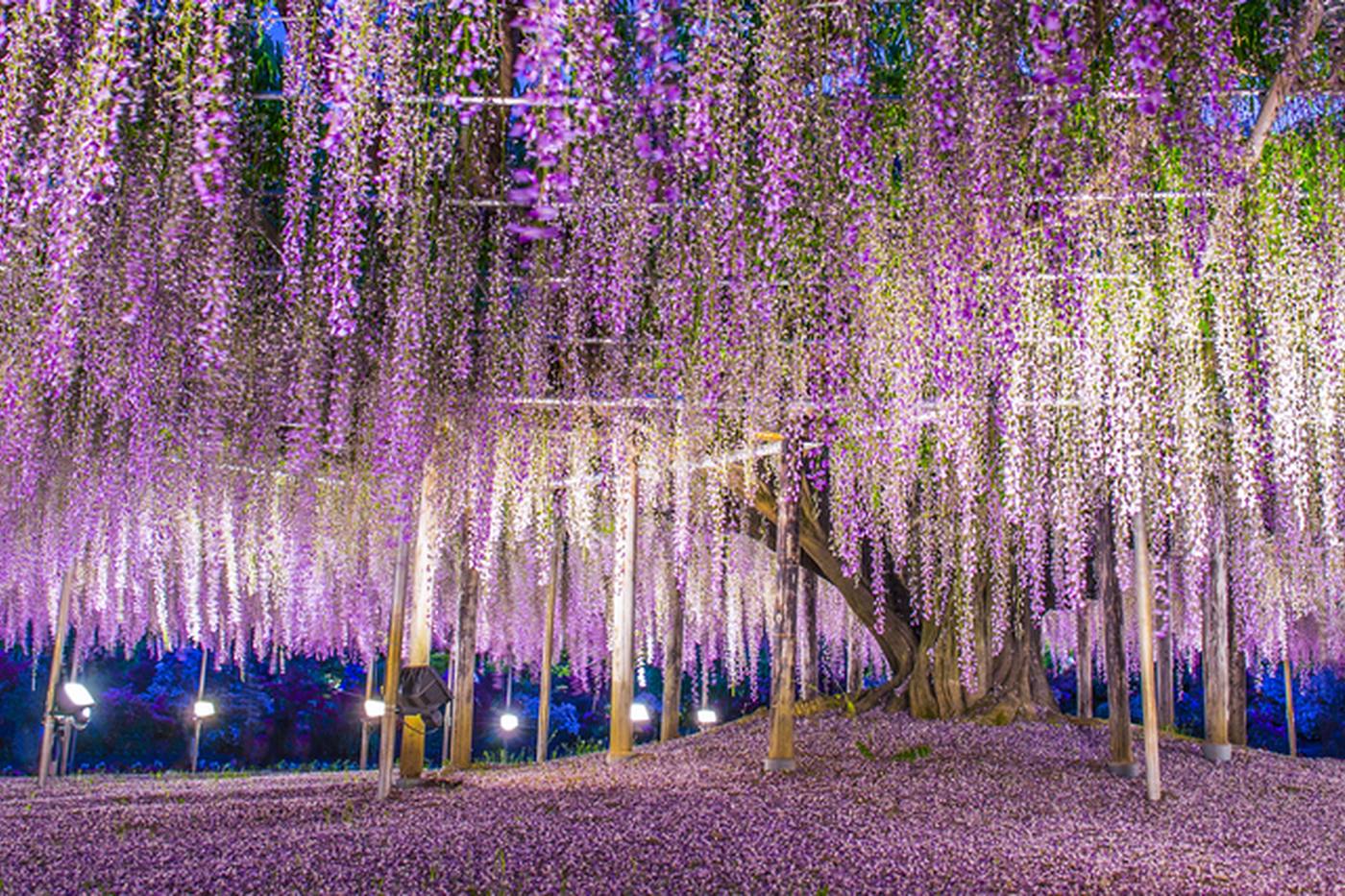 【GWにおすすめ】春を感じて運気もUP！栃木県のお出かけスポット3選 image