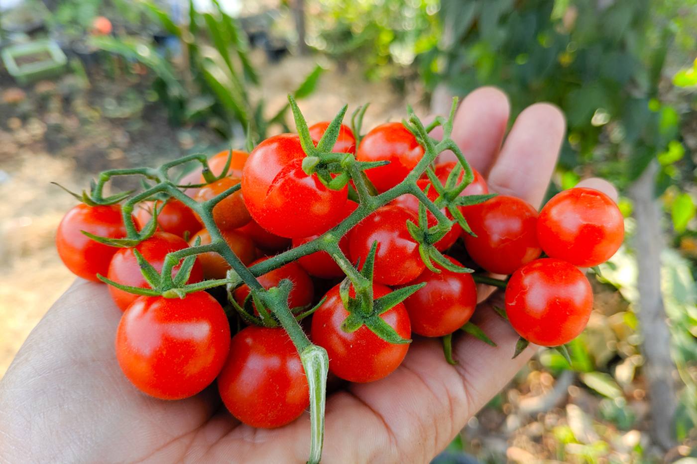 【家庭菜園】夏に向けてスタート！庭でミニトマトを育てよう♪ image