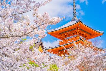 【2022年】京都の桜を見に行こう！開花情報・桜の名所・おすすめ体験を詳しく解説！