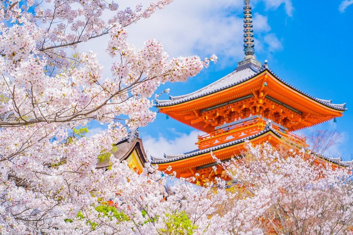 【2024年】京都の桜を見に行こう！開花情報・桜の名所・おすすめ体験を詳しく解説！ image