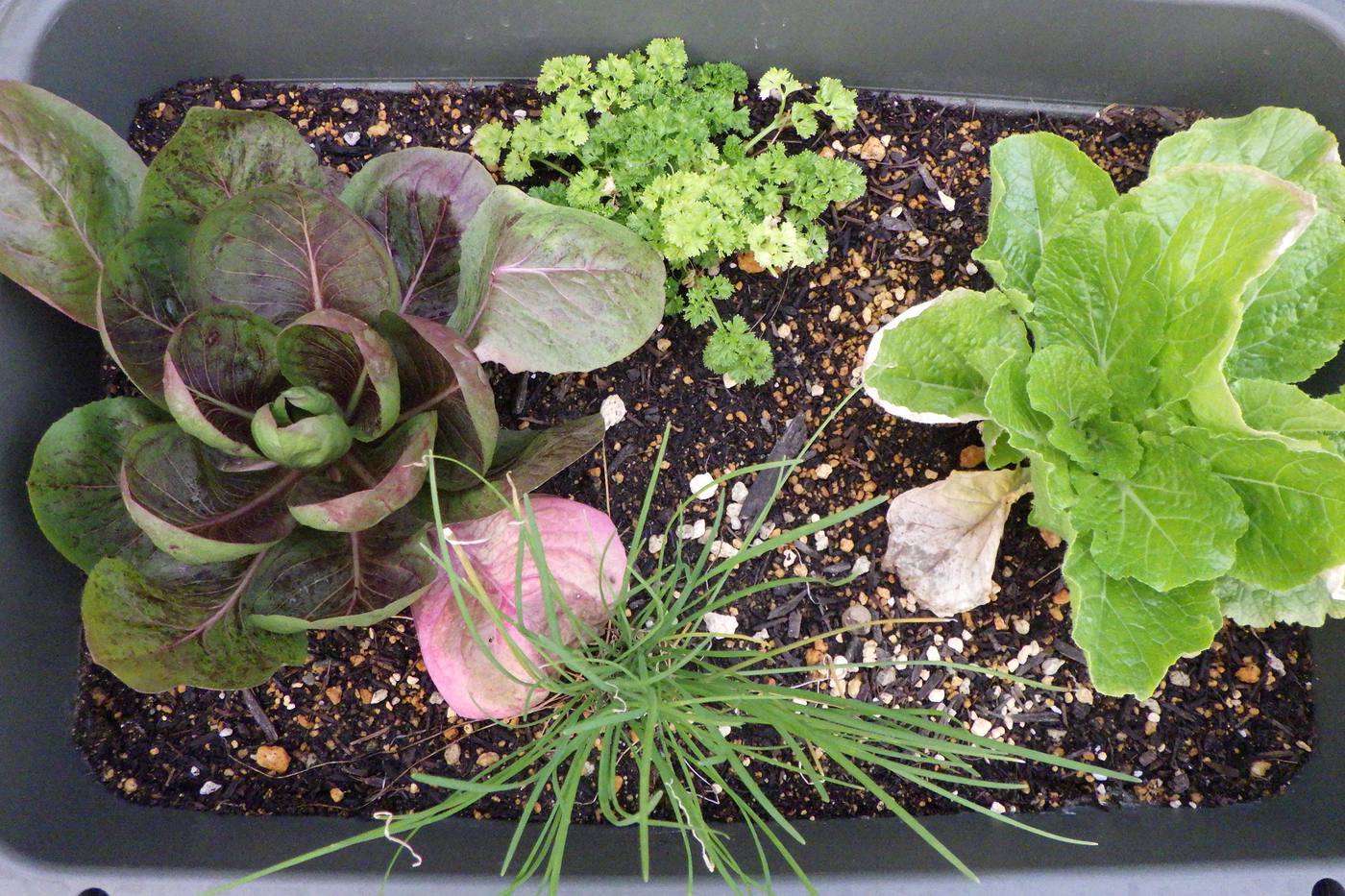 家庭菜園で秋野菜の収穫を楽しむ＆次の春・夏に収穫できる野菜5選！ image