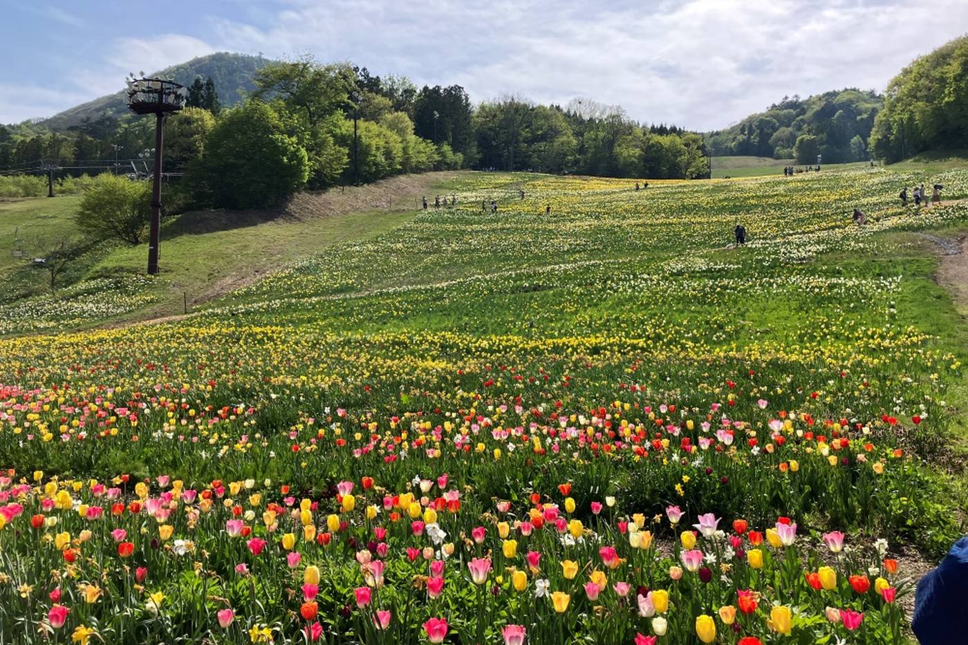 【すいせんまつり開催中！】ノルンみなかみフラワーガーデンでお花を楽しもう＆子ども向けイベントあり＜群馬＞ image