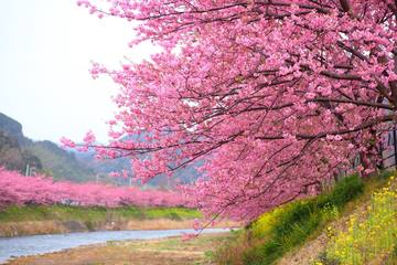 【河津桜まつり】早咲きの桜は2月から！一足早く伊豆へ河津桜を見に行こう