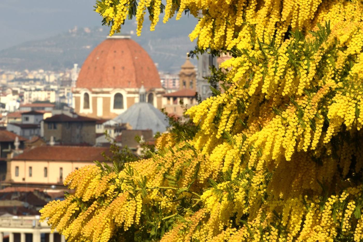 【3月8日は国際女性デー】イタリア｜春の訪れを感じるミモザの日とイースターのスイーツ image