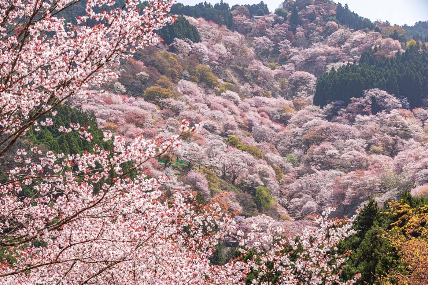 【奈良】一目千本桜！絶景の吉野山・周辺観光スポット＆グルメ6選 image