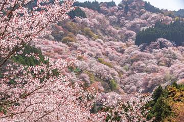 【奈良】一目千本桜！絶景の吉野山・周辺観光スポット＆グルメ6選