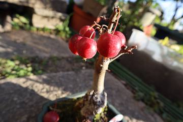 盆栽で果樹の栽培を楽しめる！おすすめの可愛いミニ盆栽3選