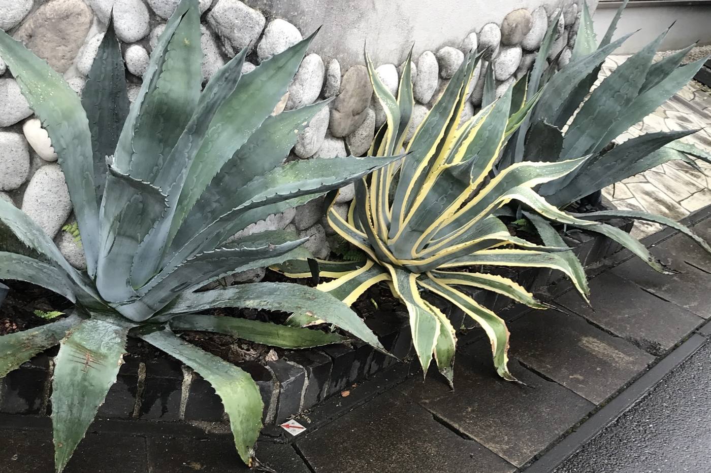 【ガーデニング】園芸初心者でも育てられる大人気のアガベ！おすすめ品種と育て方をご紹介 image