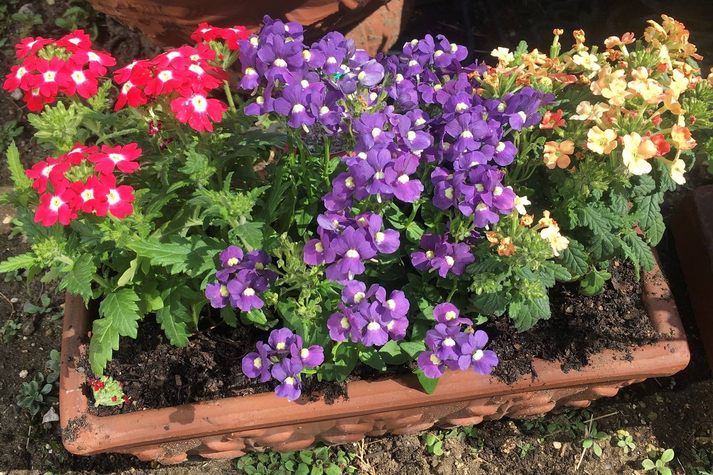 夏のガーデニングに取り入れたい！バーベナの魅力をご紹介 image