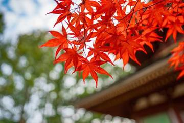 【高野山紅葉旅】秋がベストシーズン！大阪から日帰りで楽しめる1日プランをご紹介