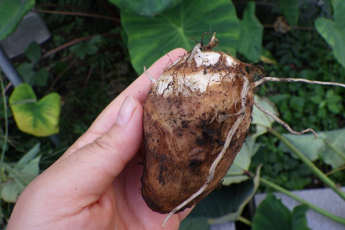 ずぼらさん向け！かんたん＆人気野菜「サトイモ」の栽培方法をご紹介 image