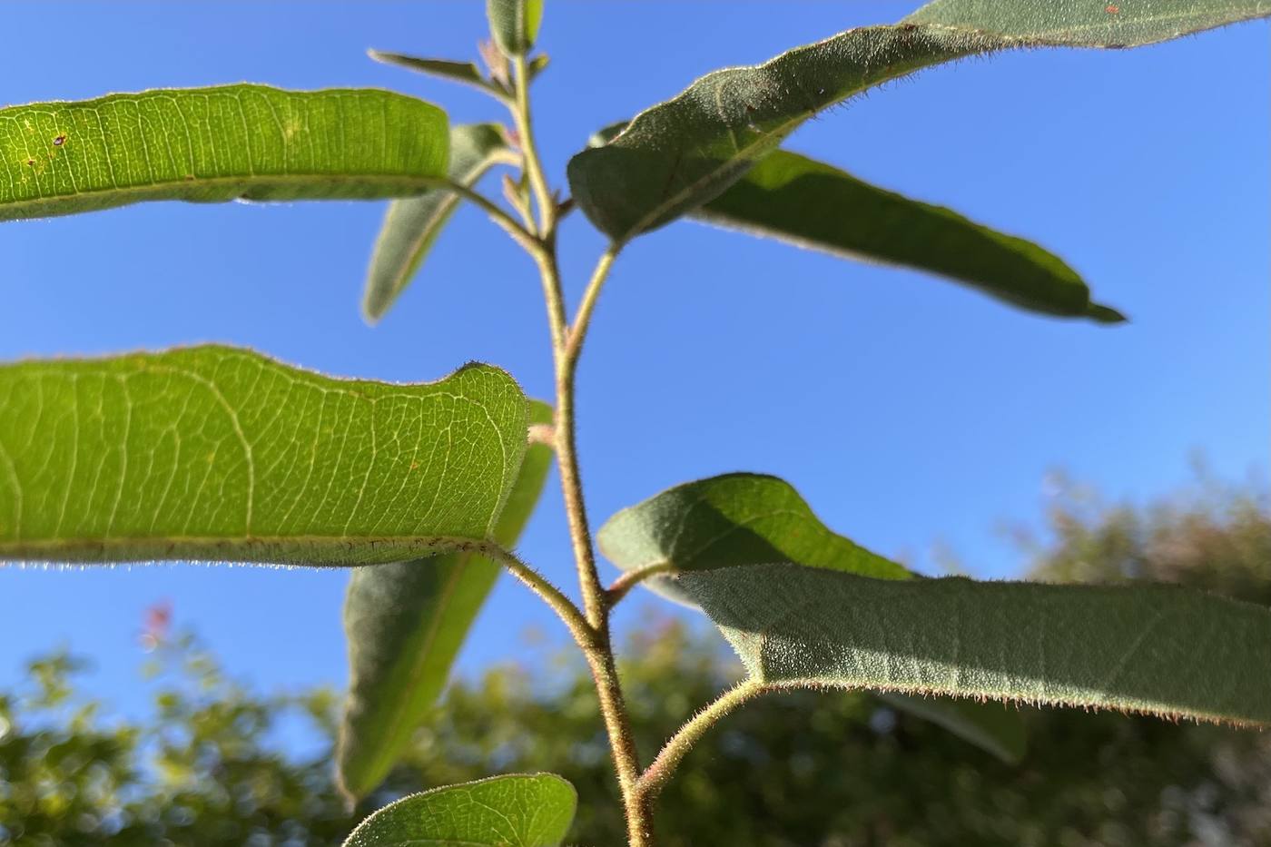 【ガーデニング】さわやかなレモンの香りがする植物一覧｜香りで楽しむ庭づくり image