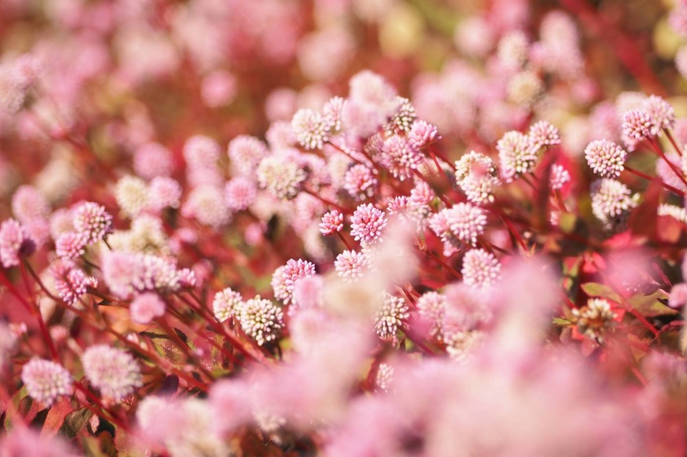 【ガーデニング】可愛いピンクに癒やされる♪ ヒメツルソバの花言葉や育て方のご紹介 image