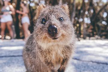 【西オーストラリア物語】幸せな動物クオッカ、神秘的なワイルドフラワーに出会う旅