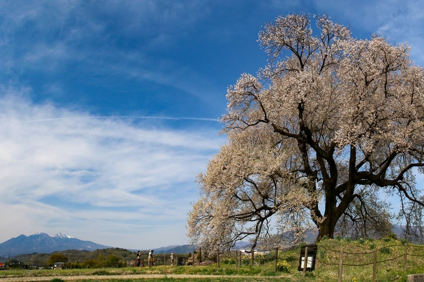 【山梨県】桜の季節到来！南アルプス・八ヶ岳山麓地域のおすすめ桜スポット6選 image
