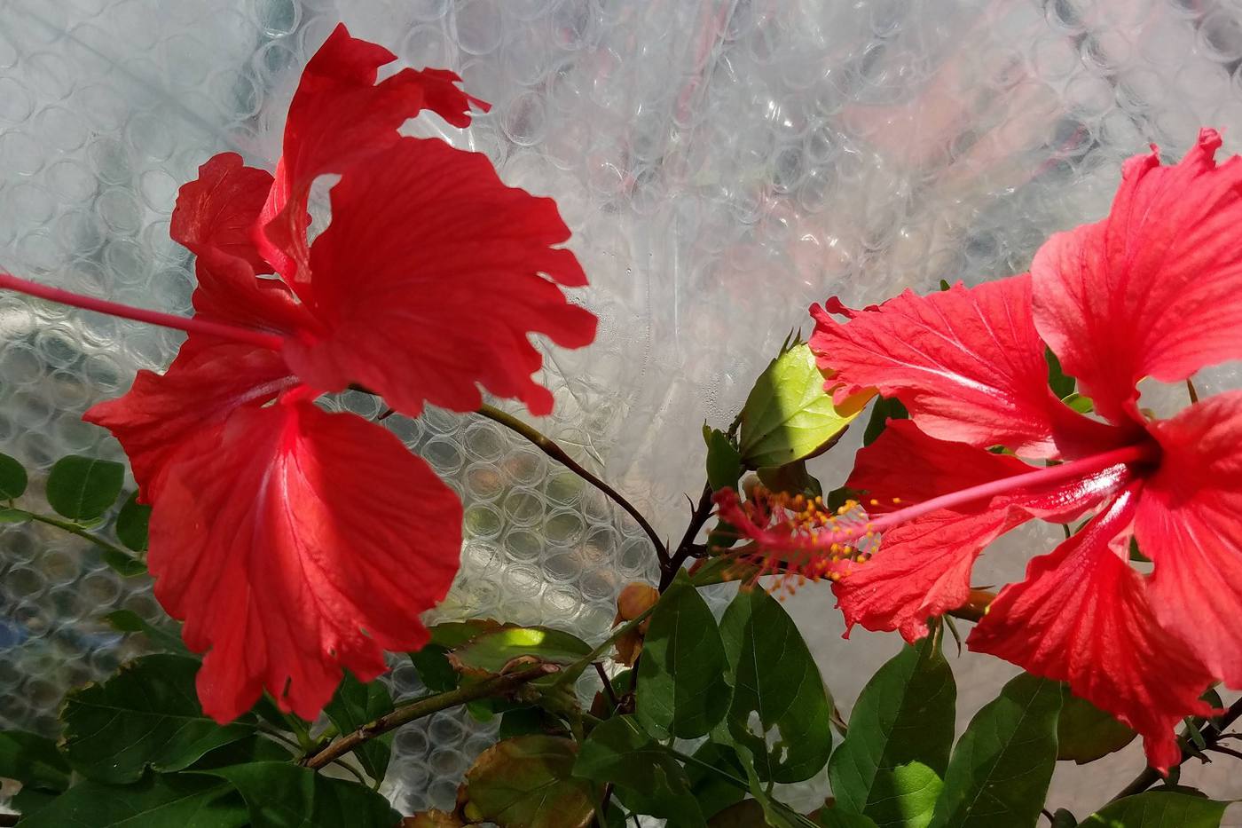 ハイビスカスに来年もきれいな花を！ハイビスカスの越冬準備の方法 image