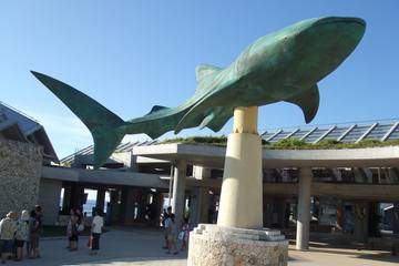 【沖縄好き女子が厳選！】沖縄美ら海水族館とマリンレジャーを楽しむ1泊2日プラン