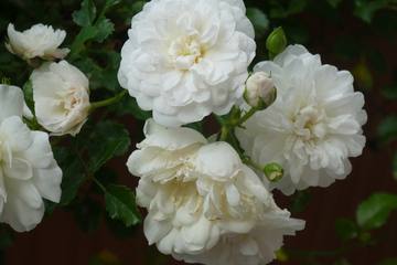 はじめてのバラ栽培！私が経験した間違いだらけの栽培方法４つ【スノーシャワー・プチシャンテ】