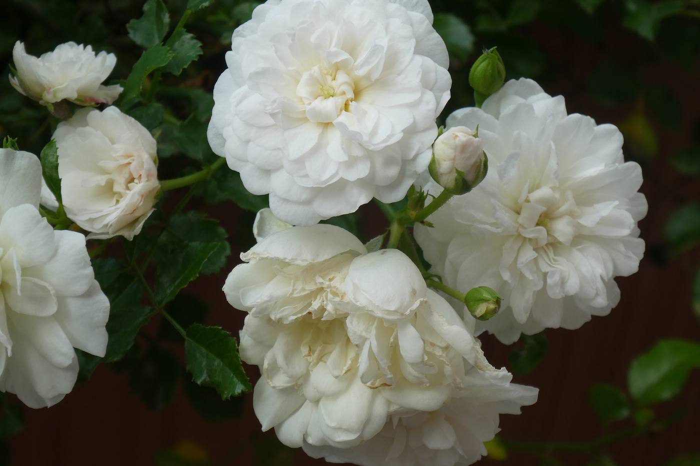 はじめてのバラ栽培！私が経験した間違いだらけの栽培方法４つ【スノーシャワー・プチシャンテ】 image