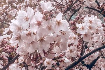 今だからこそ、おうちで楽しめるリモート花見　桜グッズや季節限定グルメでお花見気分を盛り上げよう♪