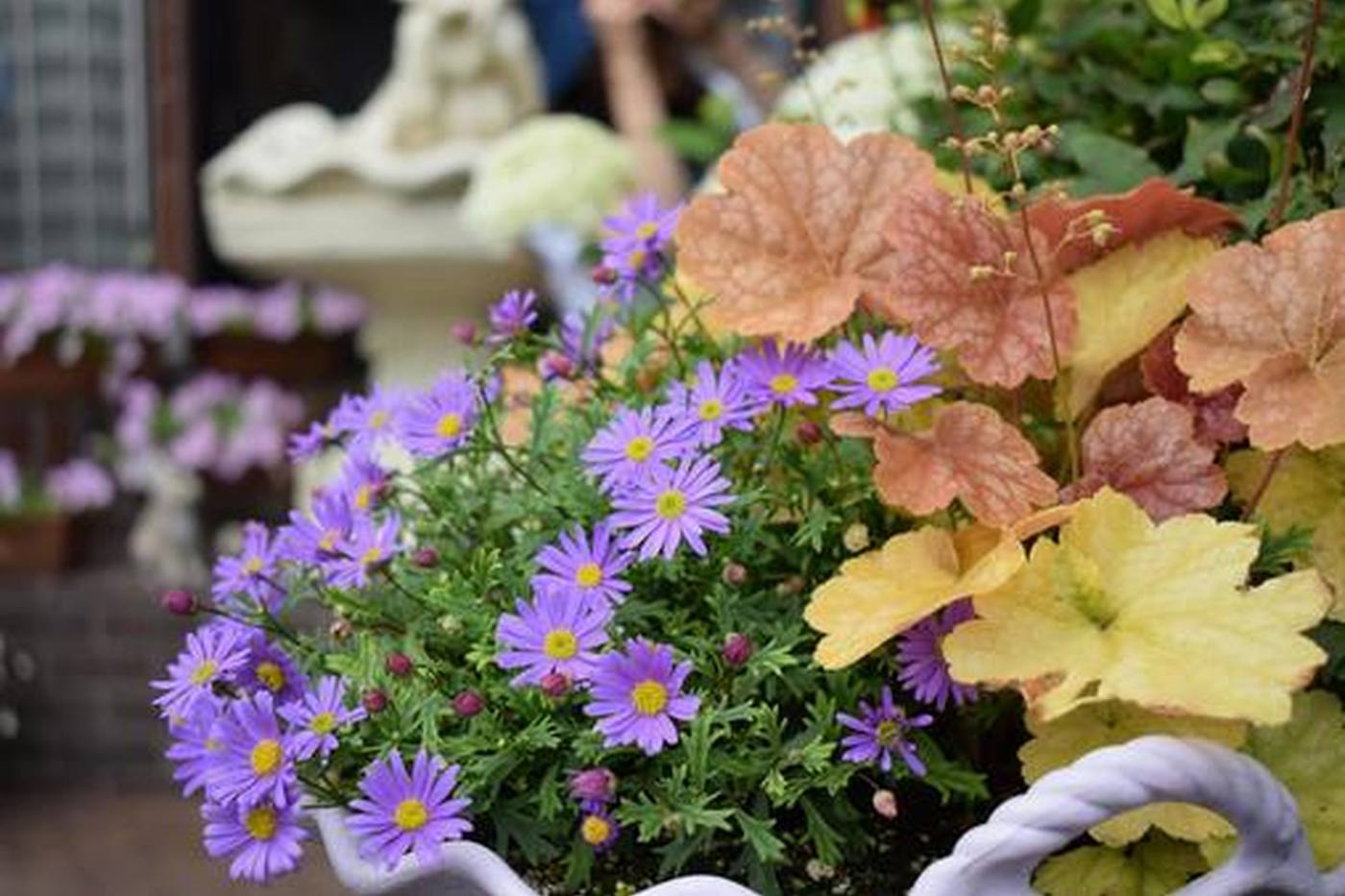 【家庭菜園】秋植えがベスト！一年中楽しめるヒューケラの魅力と育て方 image