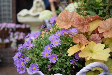 【家庭菜園】秋植えがベスト！一年中楽しめるヒューケラの魅力と育て方