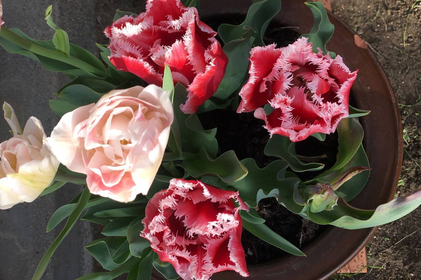 【ガーデニング】春に向けて球根植えに挑戦！プランターや地植えで楽しめる image