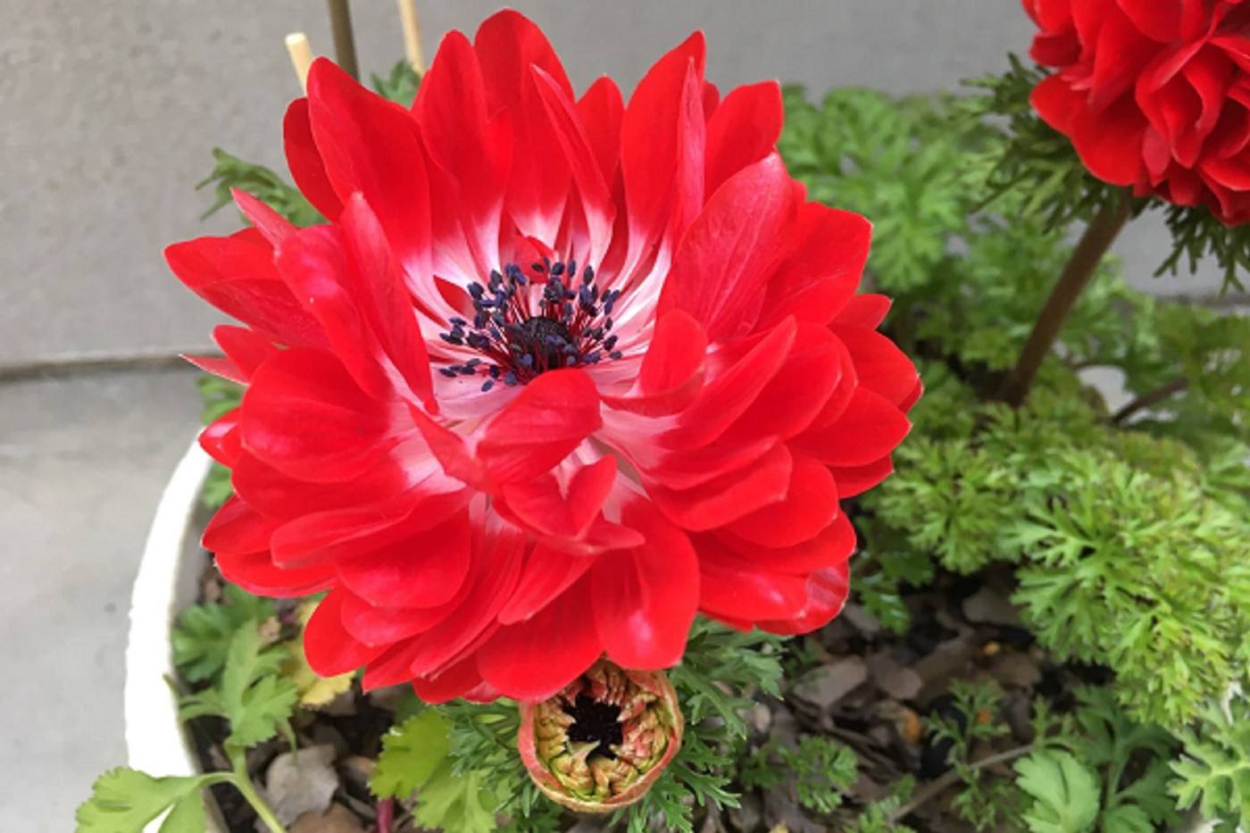 ぐんぐん成長して開花期も長く楽しめる！アネモネの魅力とは image