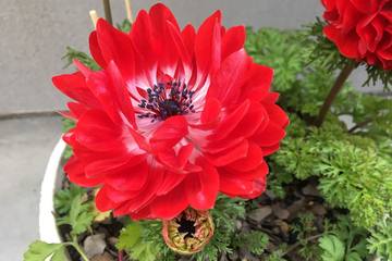 ぐんぐん成長して開花期も長く楽しめる！アネモネの魅力とは