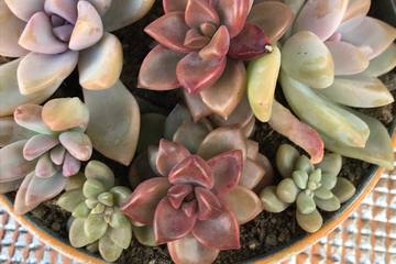 【ガーデニング】初心者でも怖くない！夏越しと冬越しのやり方と道具のご紹介