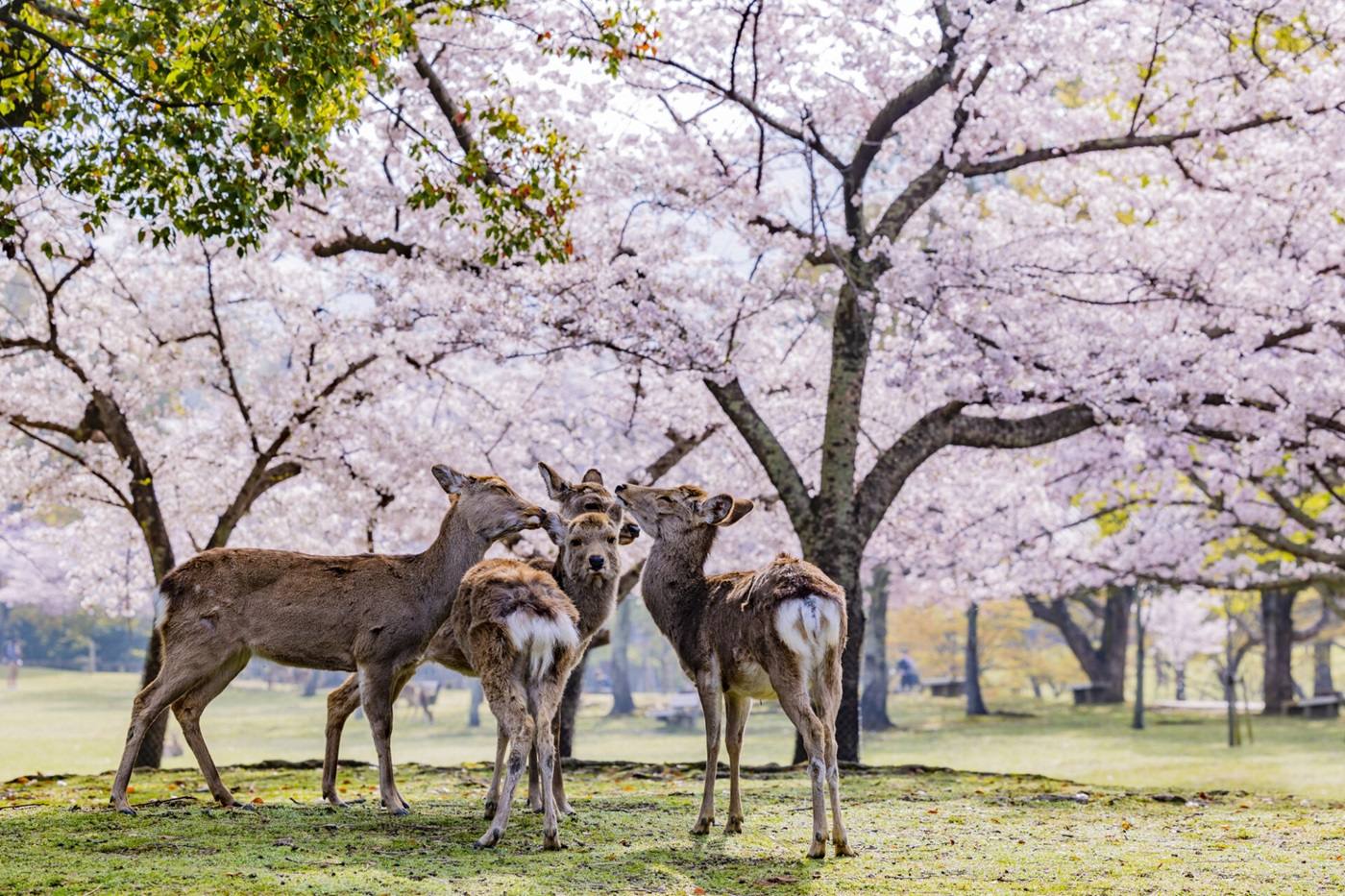 奈良観光モデルコース完全版｜3日間で巡る歴史・自然・アートの旅 image