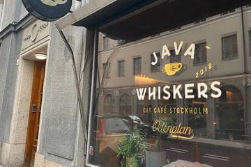 スウェーデン初で唯一の猫カフェ「Java Whiskers」に行ってみた！魅力や予約方法について解説