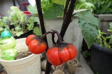 【初心者向けの家庭菜園】カラフル野菜栽培してみよう