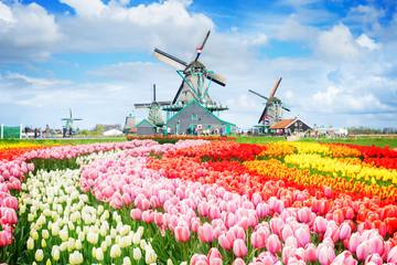 来年こそ海外へ！【2023年版】オランダおすすめ観光～アムステルダム・他～