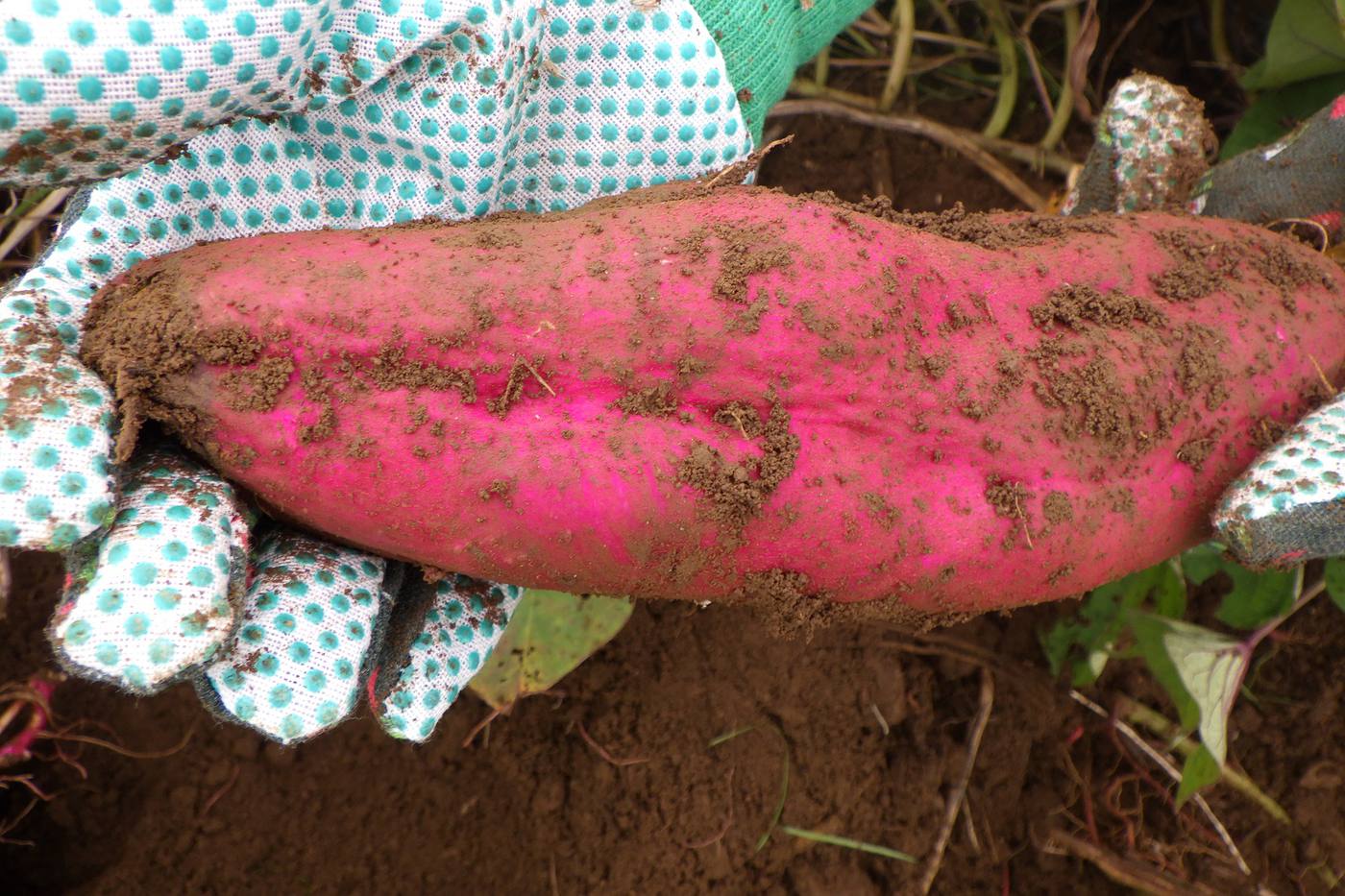 収穫を楽しもう！サツマイモの収穫と栽培方法のご紹介 image