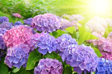 【2023年】関西の紫陽花スポット7選！梅雨のおでかけにおすすめ