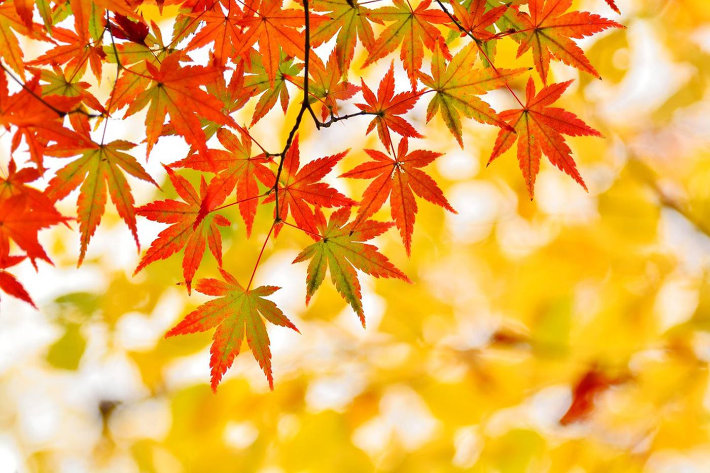 秋を感じる旅に出よう！休日に行きたい関東の紅葉名所3選 image