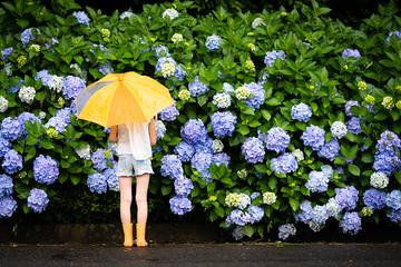 ＜関西＞雨でも関係なし！紫陽花にアクアリウムなど、五感を刺激するおすすめスポット3選