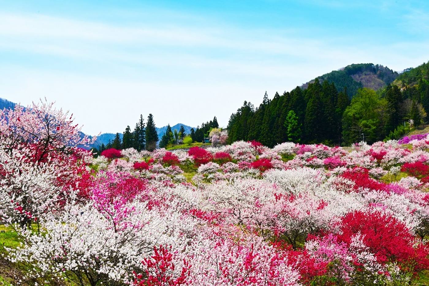 【長野県】まるで桃源郷！ふんわり可愛い花桃♪おすすめお花見スポット6選 image