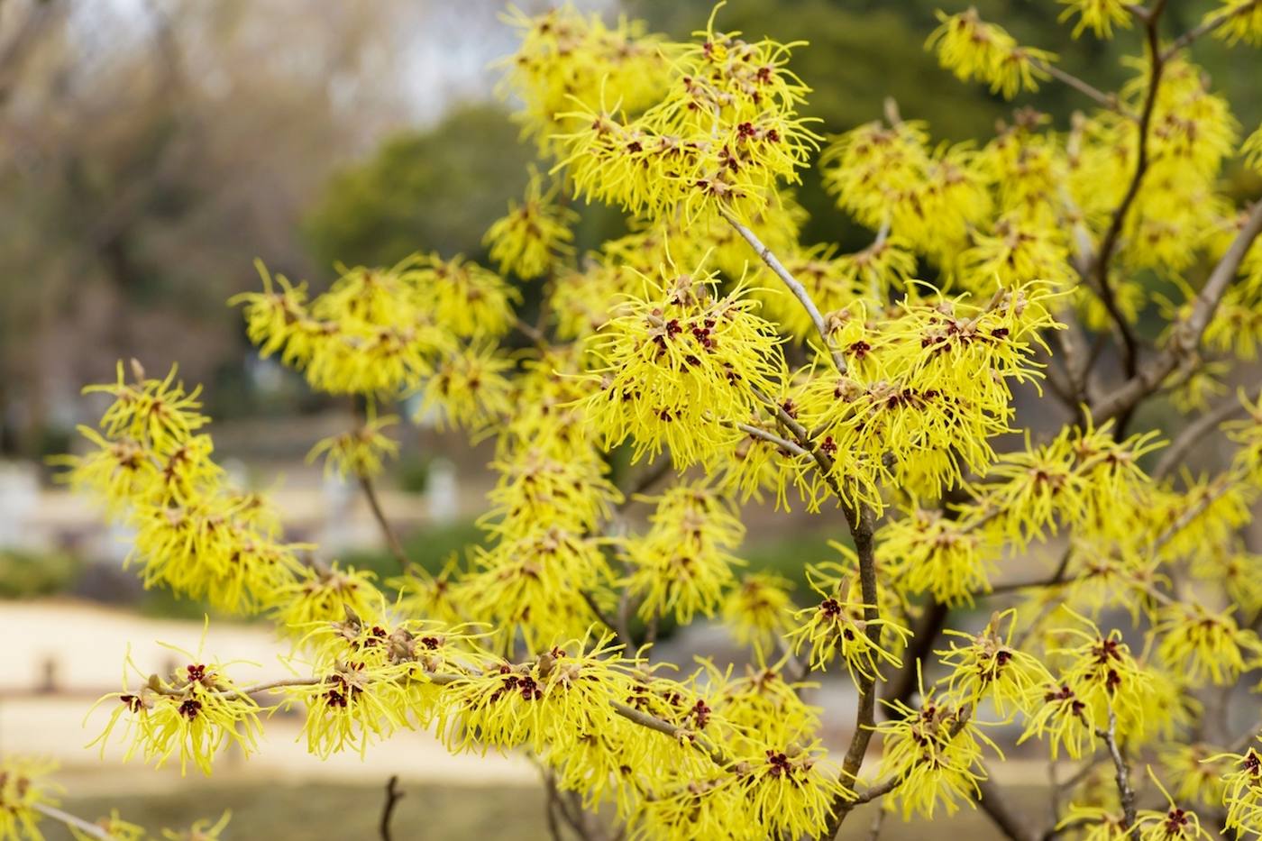 【ガーデニング】冬〜早春に個性的な花をつけるおすすめの庭木5選 image