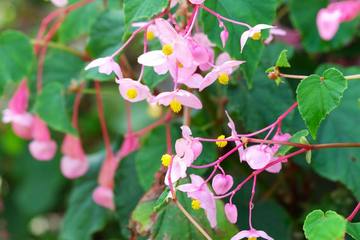 【ガーデニング】園芸初心者でも育てやすシュウカイドウの花言葉や育て方、注意点を紹介