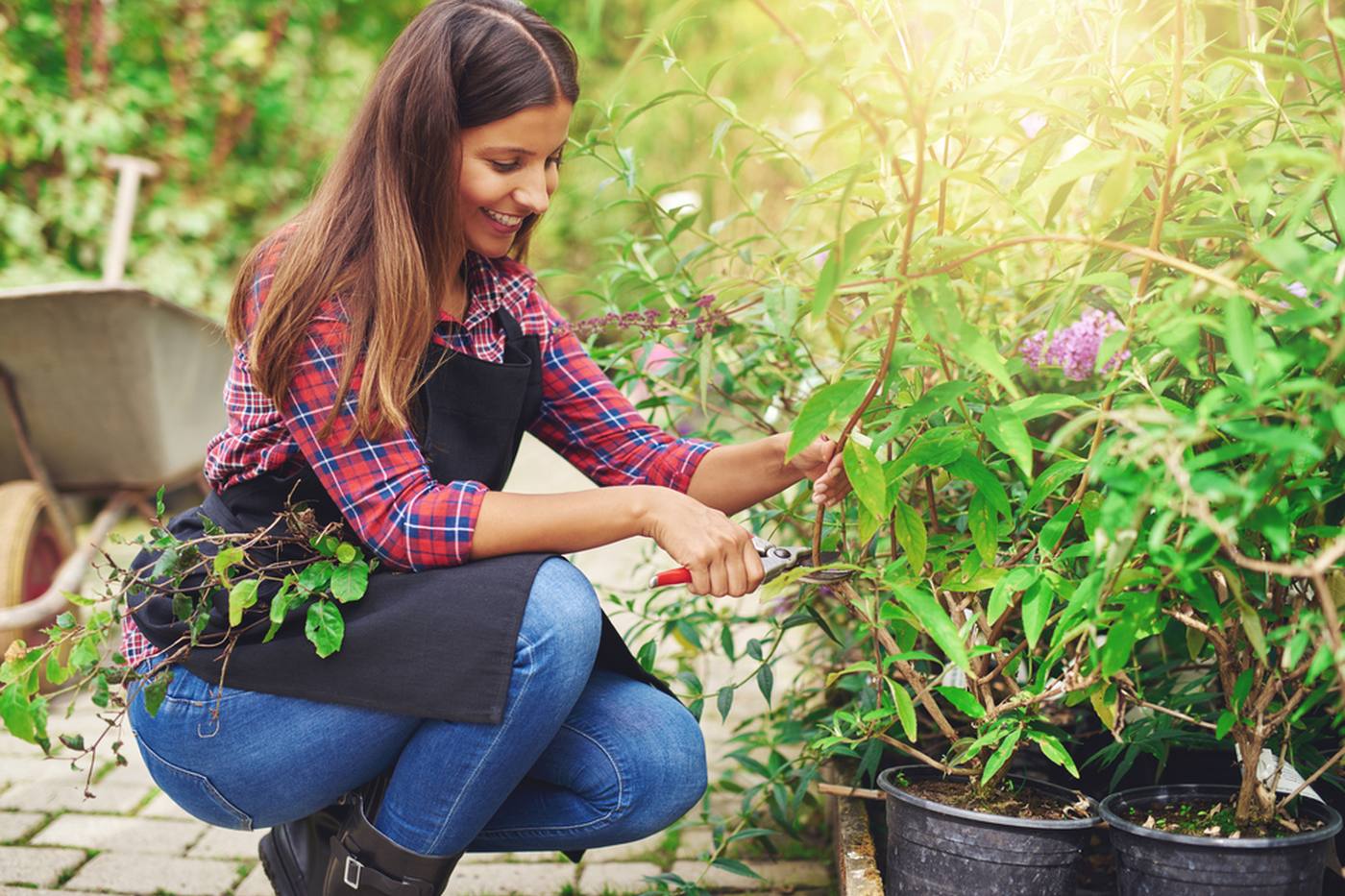 【ガーデニング】植物の剪定｜適切な時期と初心者でもできる方法をご紹介 image