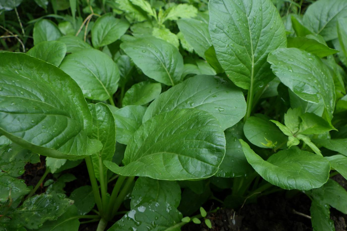 【初心者向け家庭菜園】失敗しない＆おいしい野菜づくりのプロの秘伝のワザはコレ image