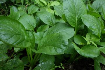 【初心者向け家庭菜園】失敗しない＆おいしい野菜づくりのプロの秘伝のワザはコレ