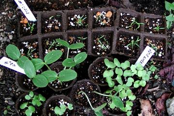 初心者でも失敗しないための家庭菜園グッズ3選！使い方の紹介・裏ワザも♪